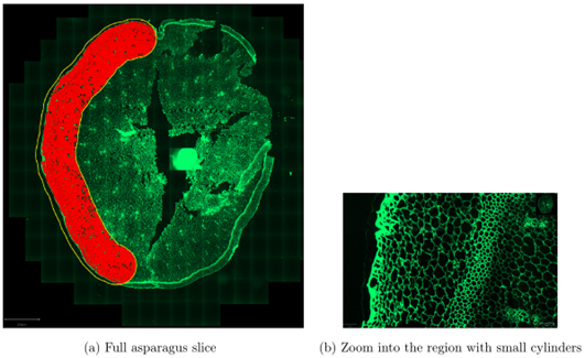 Fluorescence microscopy image